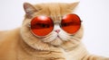 scotish fat cat with red sun glass