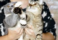 Scotish-fold blue bicolor and  Scottish straight tiger-tabi kittens in their hands Royalty Free Stock Photo