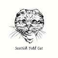 Scotish Fold Cat face portrait. Ink black and white doodle drawing