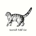 Scotish Fold Cat standing side view. Ink black and white doodle drawing