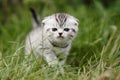 Scotish fold kitten Royalty Free Stock Photo