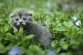 Scotish fold kitten Royalty Free Stock Photo