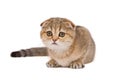 Scotish fold kitten Royalty Free Stock Photo