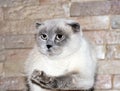 Scotish-fold white blue-point cat on the background of a brick wall, cats Royalty Free Stock Photo