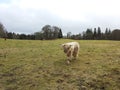 Scotland Cattle, Highlands, United Kingdom Royalty Free Stock Photo