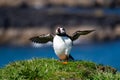 Scotland, cute colourful Puffin/Puffins at the coast of Treshnish Isles Royalty Free Stock Photo