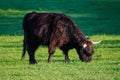 Scotland highland bull Royalty Free Stock Photo