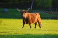 Scotland highland bull Royalty Free Stock Photo