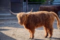 Scotland Highland Cattle Bos primigenius f. taurus Stock Photo Royalty Free Stock Photo