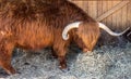 Scotland highland cattle. Highland bull in the farm yard Royalty Free Stock Photo