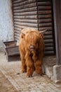 Scotland highland cattle Royalty Free Stock Photo