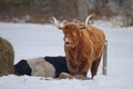 Scotland Highland Cattle Royalty Free Stock Photo