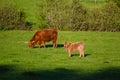 Scotland highland cows Royalty Free Stock Photo