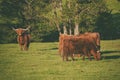 Scotland highland cows Royalty Free Stock Photo