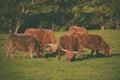 Scotland highland cows Royalty Free Stock Photo