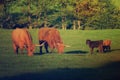 Scotland highland cows Royalty Free Stock Photo