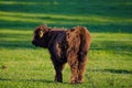 Scotland highland cows Royalty Free Stock Photo