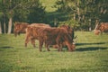 Scotland highland cows Royalty Free Stock Photo