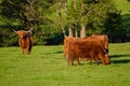 Scotland highland cows Royalty Free Stock Photo