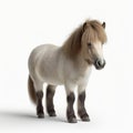 Stunning Shetland Pony On White Background In High Resolution