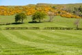 Scotland`s Ayrshire Farmlands with Young Lambs, Treelined hedges, Yellow Flowered Whin and a Blue Sky Behind Largs Royalty Free Stock Photo