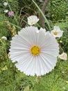 Beautiful white cosmo blooming in garden in St Andrews, Scotland