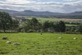 Scotland, the UK - meadows, sheep and hills.