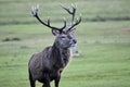 Scotland wildlife and landscapes Isle of Arran Royalty Free Stock Photo