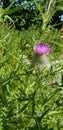 Scotland& x27;s national flower the thistle. A really fine example.