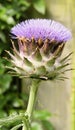 Scotlands National Thistle Flower