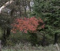 Scotlands Parks and a Beautiful Autumn Oak with Red Leaves at the centre of a rugged forrest
