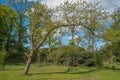 Scotlands Parks and Lucious Greenery and an Odd Shaped Tree