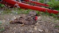 Scots Dumpy Chicken, an English rare breed, having a dust bath to clean feathers from pests