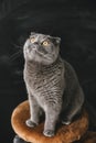 Scots lop-eared gray cat with big yellow eyes close-up on a black background sits and looks up Royalty Free Stock Photo