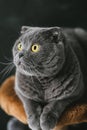 Scots lop-eared gray cat with big yellow eyes close-up on a black background Royalty Free Stock Photo