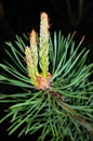 Scots Pine