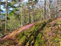 Scots pine and beech forest in Slovenia with pink flowering winter heath Royalty Free Stock Photo