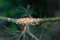 Scots pine blister rust cronartium flaccidum, a heteroecious rust fungus on a branch Royalty Free Stock Photo