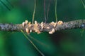 Scots pine blister rust cronartium flaccidum, a heteroecious rust fungus on a branch Royalty Free Stock Photo