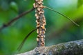 Scots pine blister rust cronartium flaccidum, a heteroecious rust fungus on a branch Royalty Free Stock Photo