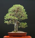 Scots pine bonsai Royalty Free Stock Photo
