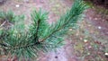 Scots pine branch against the background of a forest path. Royalty Free Stock Photo