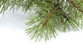 Scots pine branch closeup. Royalty Free Stock Photo