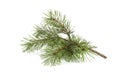 Scots pine branch.