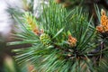 Scots pine branches with male and female cones