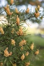 Scots pine branches with yellow pollen-producing male cones Royalty Free Stock Photo