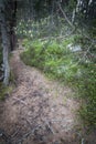 Scots pine cones and trail at Abernethy Caledonian forest in the highlands of Scotland. Royalty Free Stock Photo