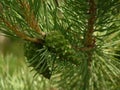 Scots pine cones