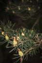 Scots Pine in Caledonian Forest at Abernethy in Scotland. Royalty Free Stock Photo