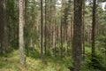 Scots pine forest Royalty Free Stock Photo